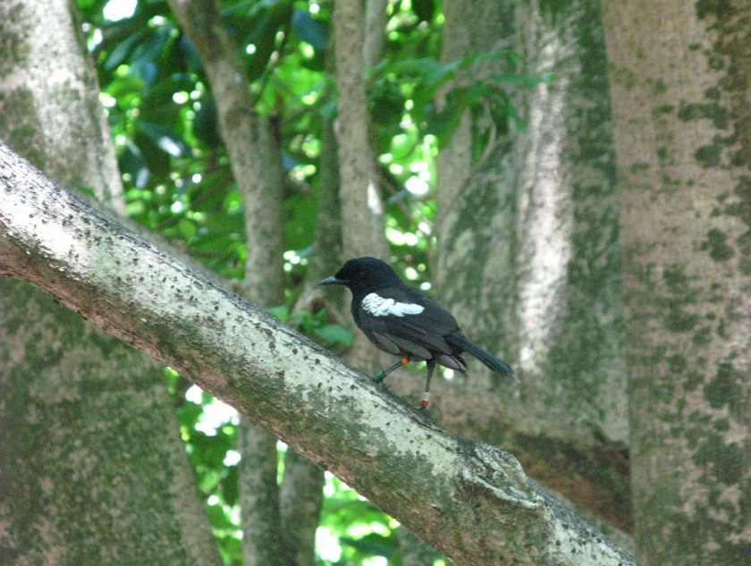 Шама дрозд.Сейшельские острова