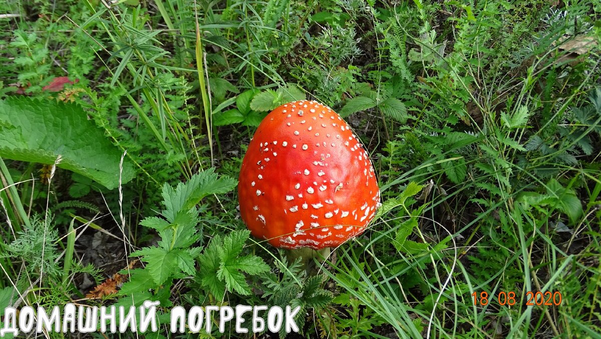 Мухомор лесной