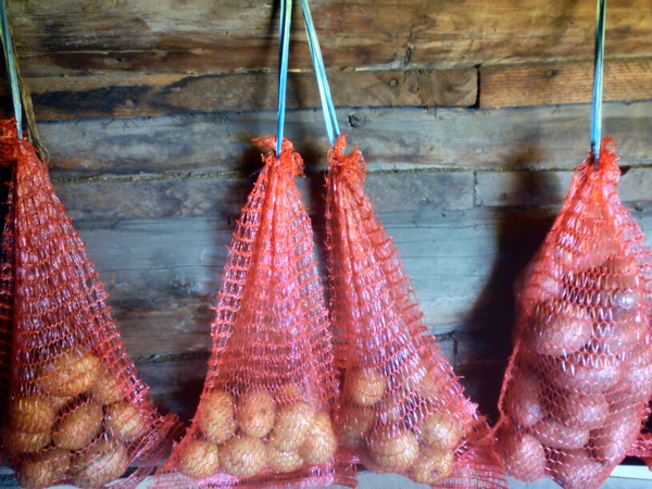 Ранние сорта картофеля хранятся до весны