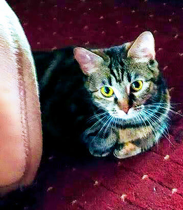 IMG_20200310_143406 Фото из личного архива. Киса по имени Маркиза.