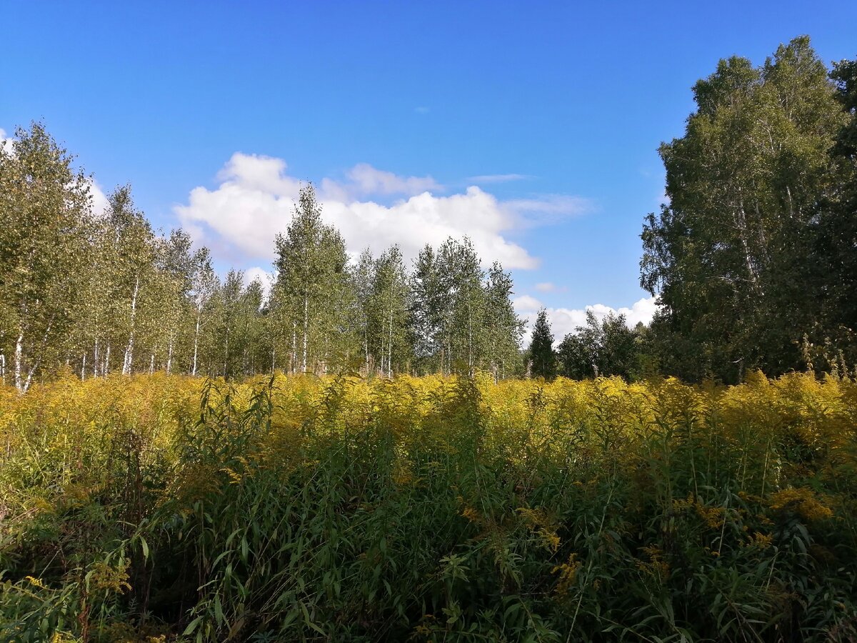 Поле с мимозами