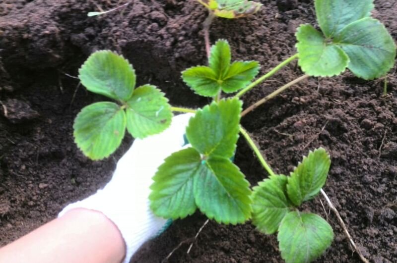 Вот так провожу посадку клубники.