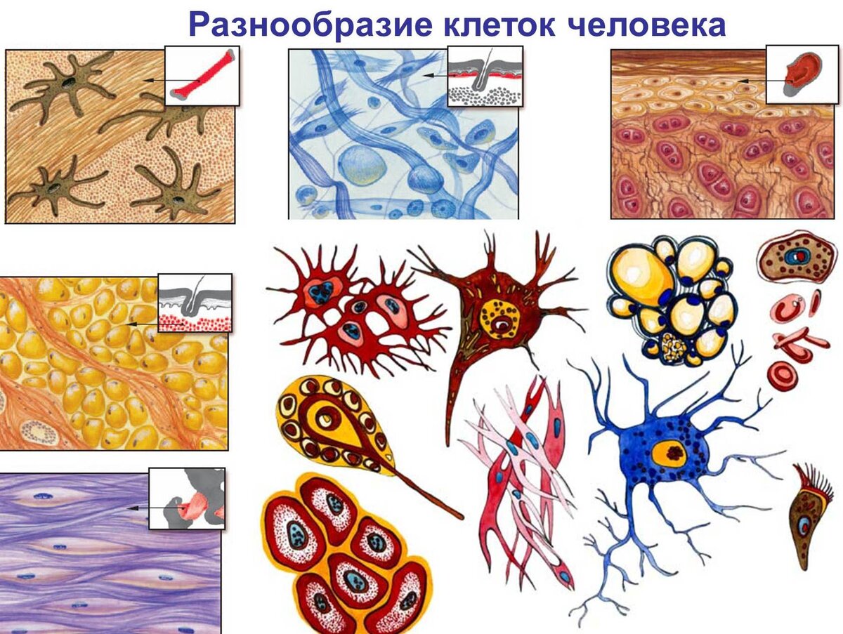 Клетки и ткани организма