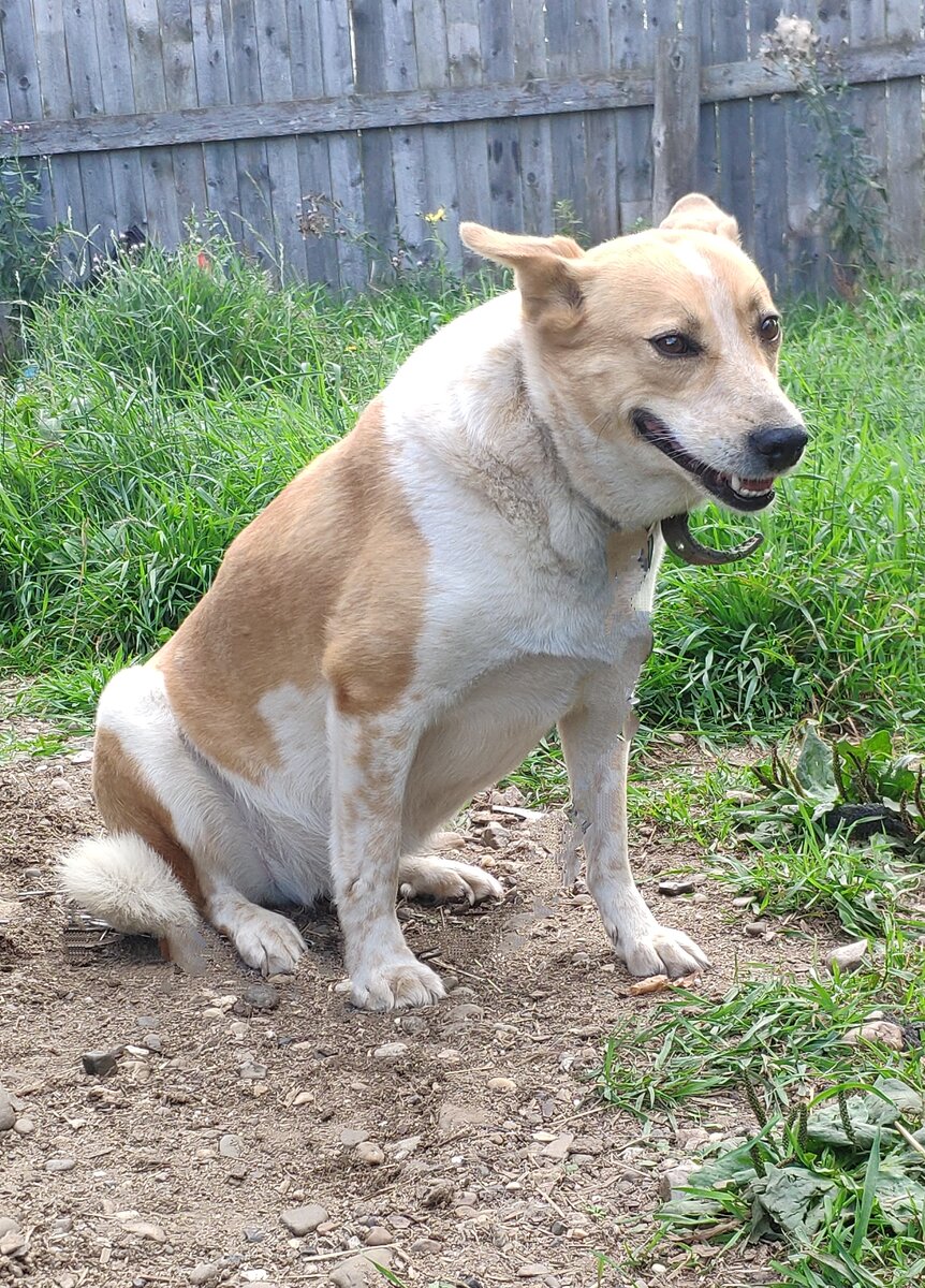 кто узнает в этой цветущей красавице собаку, истекающую кровью...