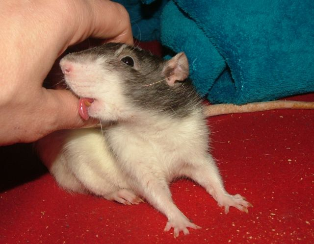 Почему крыса облизывает пальцы?