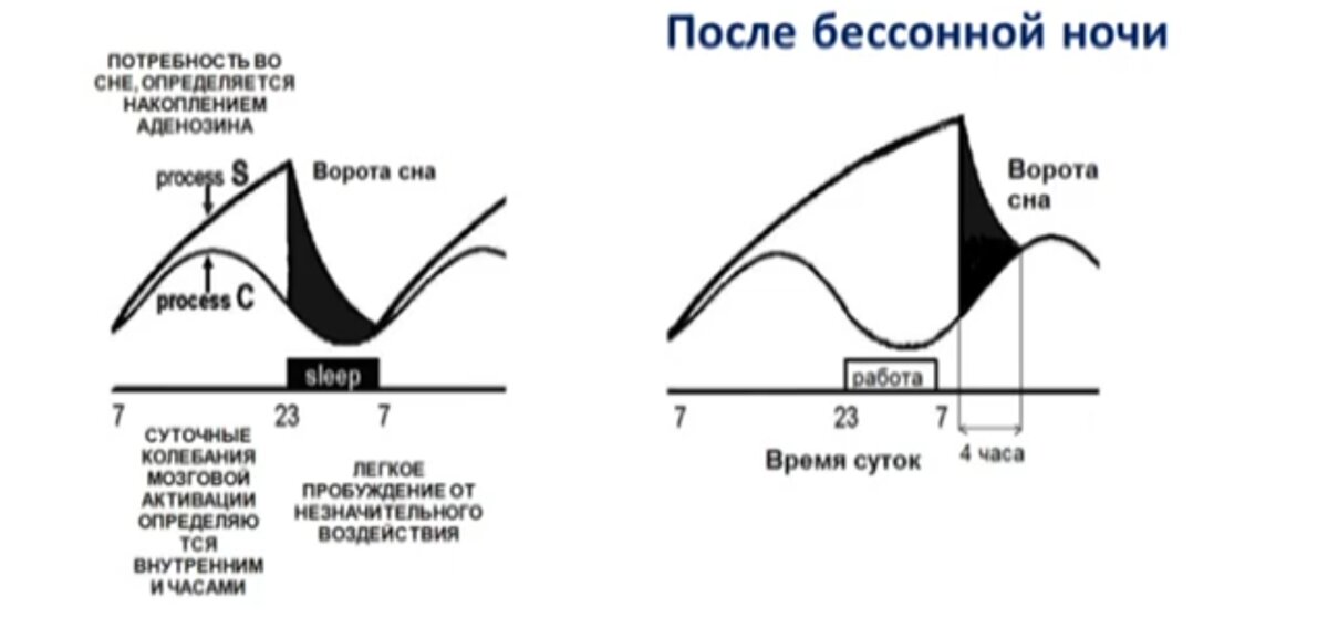 подсмотрено на лекции Михаила Полуэктова "О полезном сне"