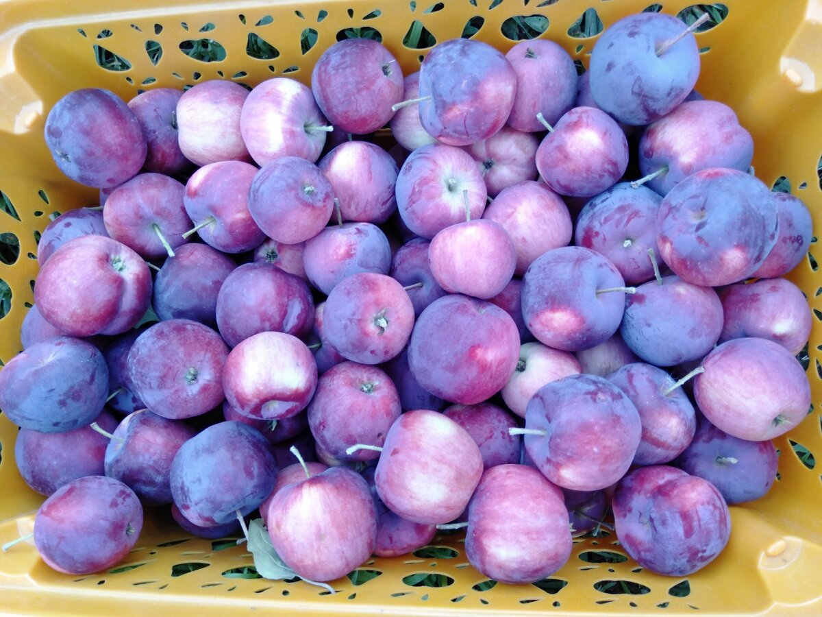 Яблоня алтайское пурпурное описание сорта фото