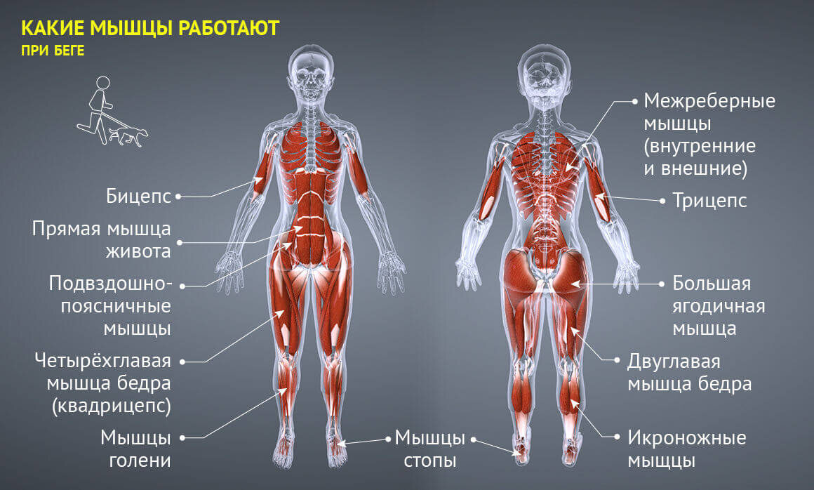 Прокачивает практически все мышцы