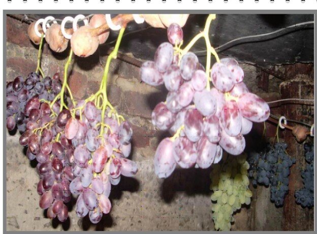 На этой странице постараюсь подробно описать как хранить виноград, что бы вы могли насладиться его употреблением в свежем виде очень продолжительное время.