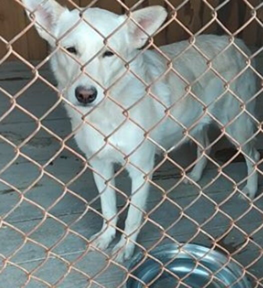 Снежка и Чоппер. Улан-удэ. | Приют Возрождение в Улан-удэ | Дзен