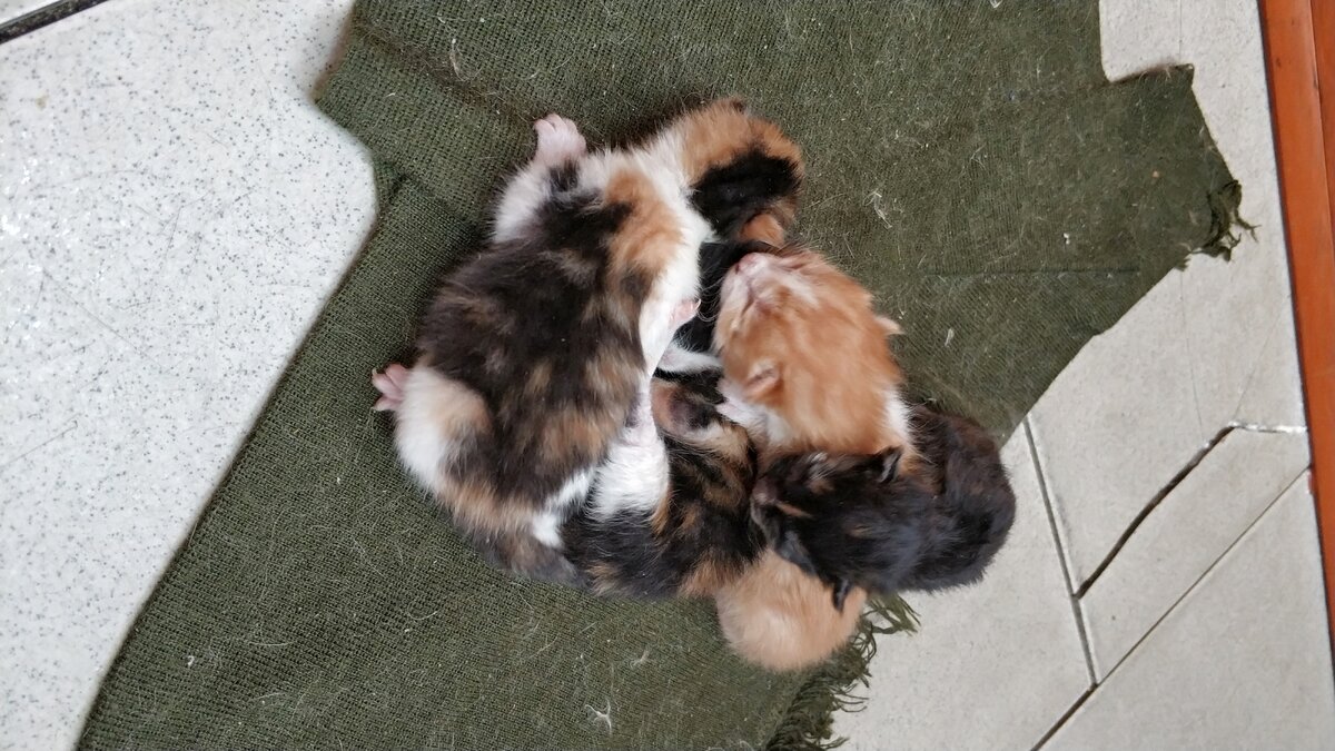 Вот таких малышей нам подкинули и когда они подросли мы их начали раздавать. Отдали всех кроме одной.