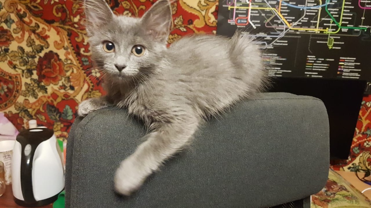Настоящая царица😻