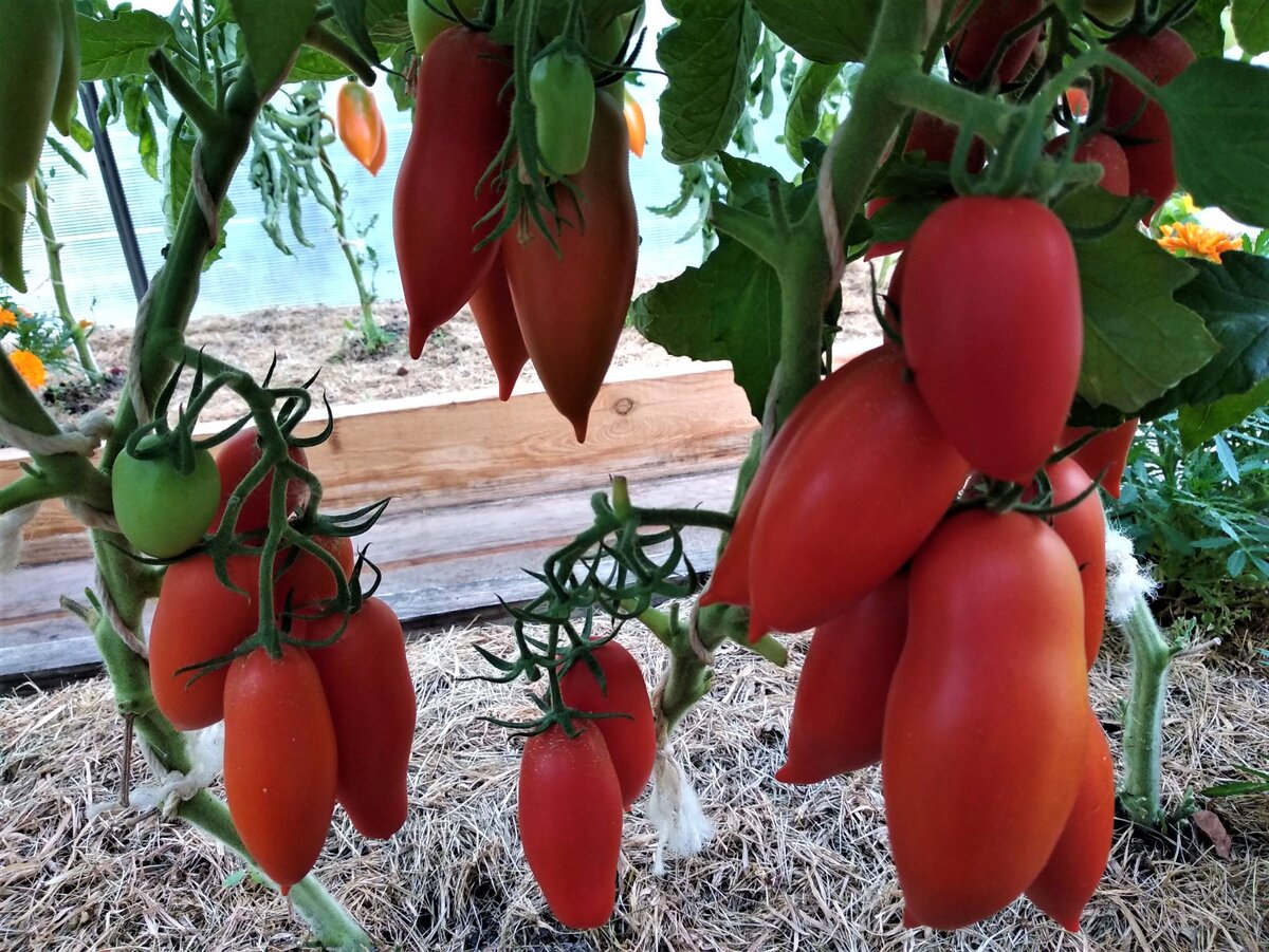 Томаты сорта Ниагара.