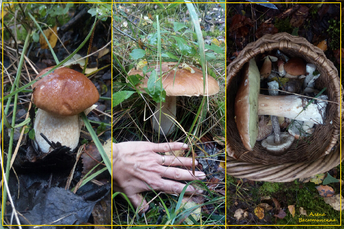 Взгляд на продажи через грибы. Философская повесть. Лена Ласточкина