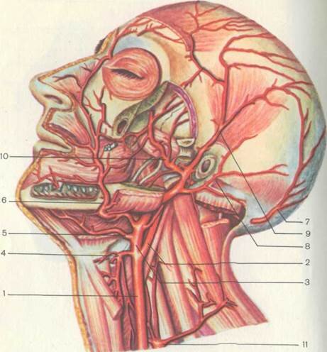 Сосуды шеи человека в картинках