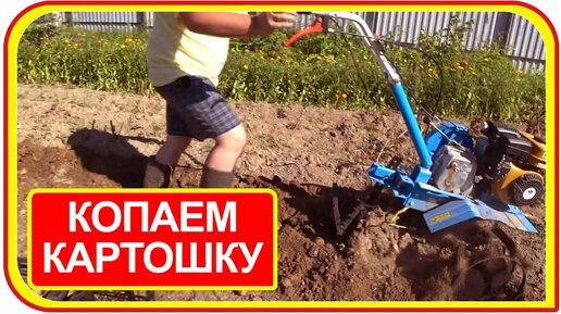 🚜Копка картофеля мотоблоком Нева МБ 2.🏡