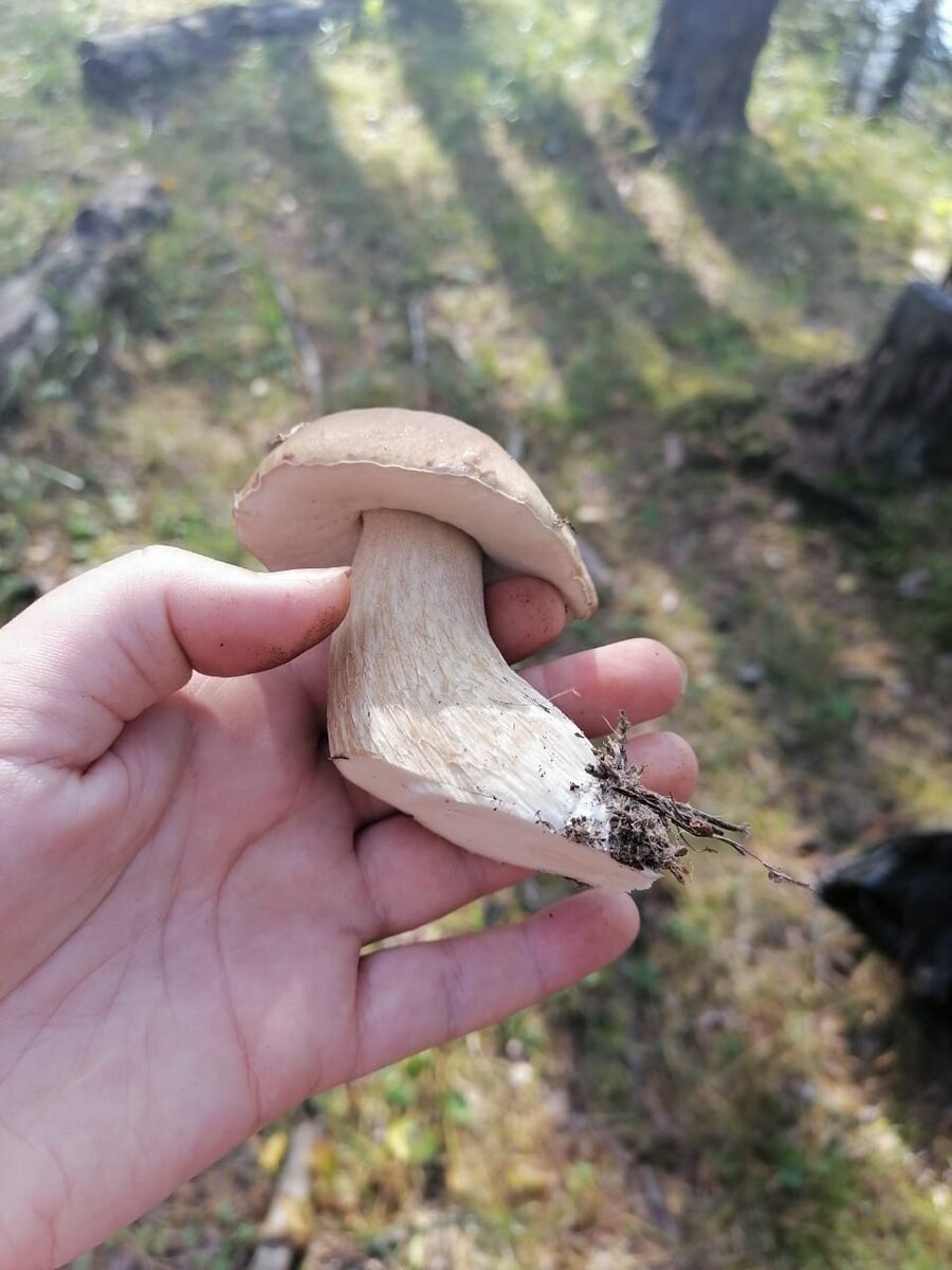 Белые лезут все больше и больше они кагда ни будь закончатся?)) 