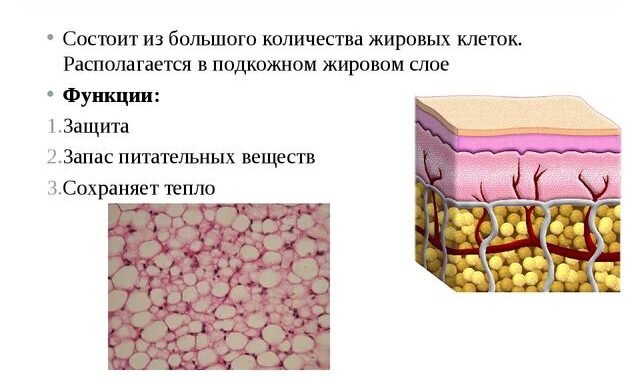 4 пункт - ЭНДОКРИННАЯ ФУНКЦИЯ! Он присутствует еще не во всех учебниках и слайдах. Но согласно последним исследованиям эта функция жировой ткани является одной из ключевых.