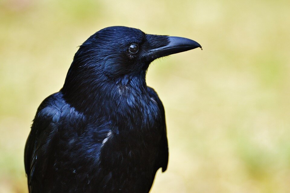 Фото: pixabay.com