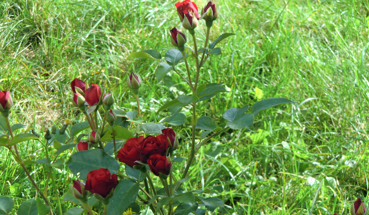 Россия. Дмитров. Розарий 