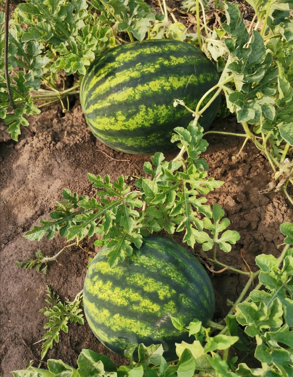 Мои арбузы в 2020 году 
