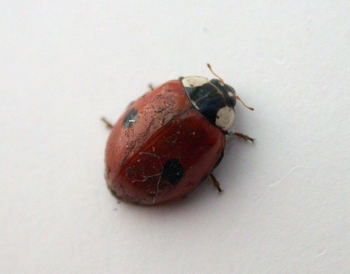 Истинный лик Божьей коровки (жуки семейства Coccinellidae)