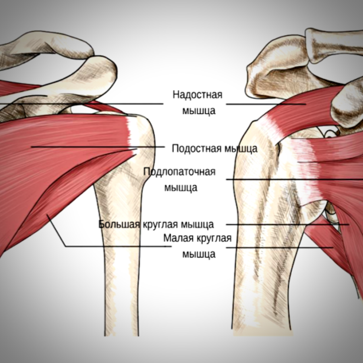 Манжета плечевого сустава анатомия