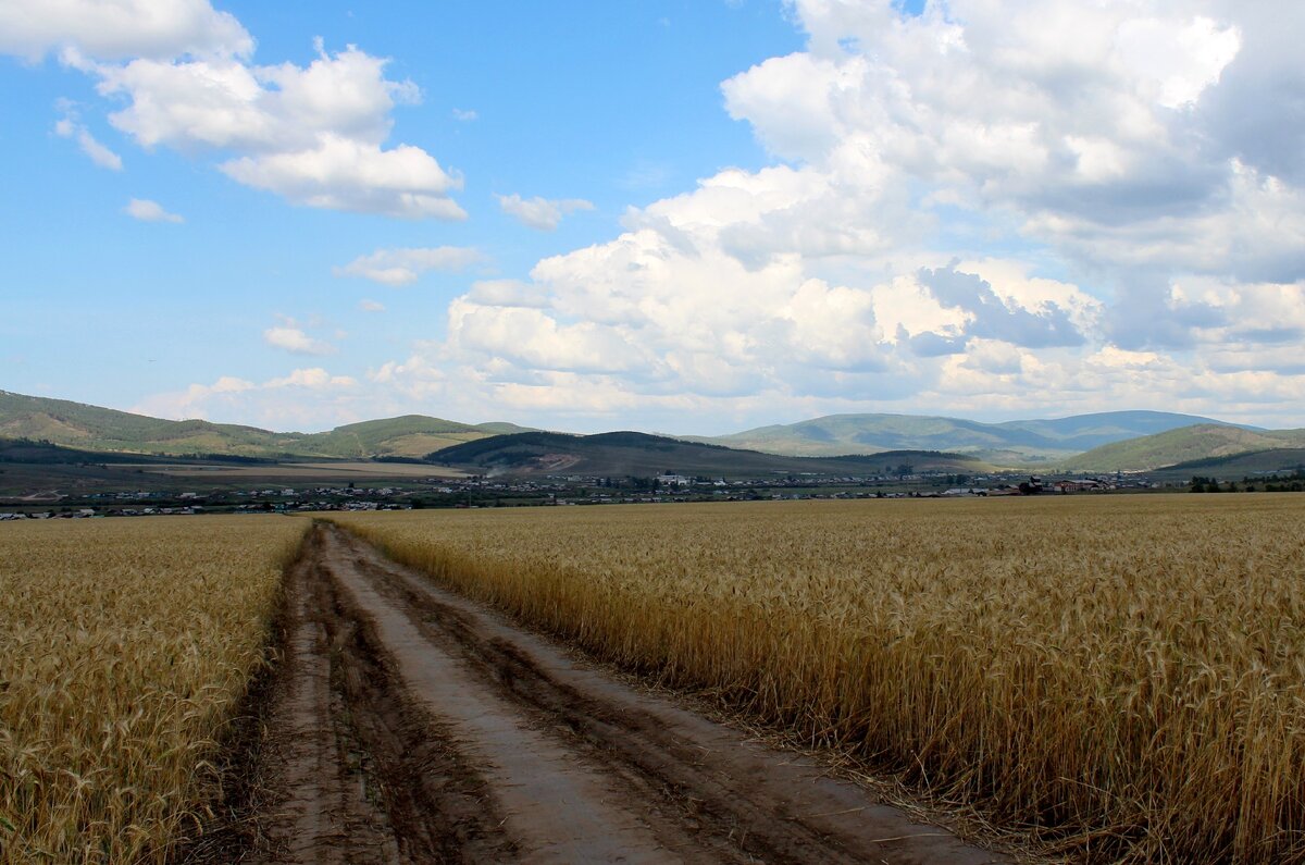 На фото пшеничные поля Тарбагатайского района с. Куйтун - родного села писателя. 2019 г.