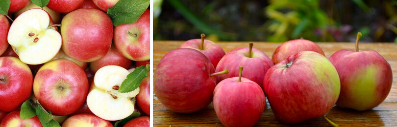 Чем отличаются осенние, зимние и летние сорта яблок?
