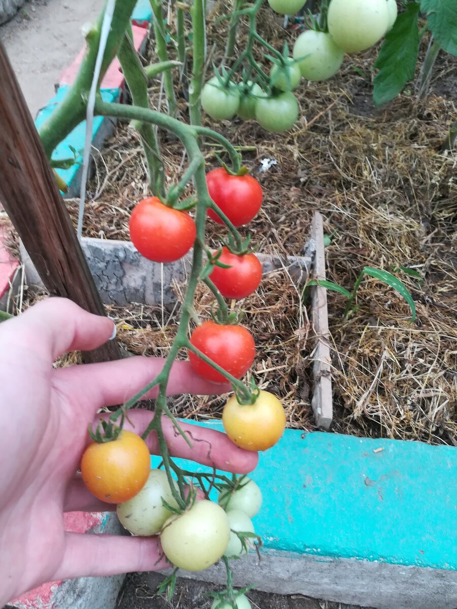 Зимний огород на подоконнике. Эксперимент.