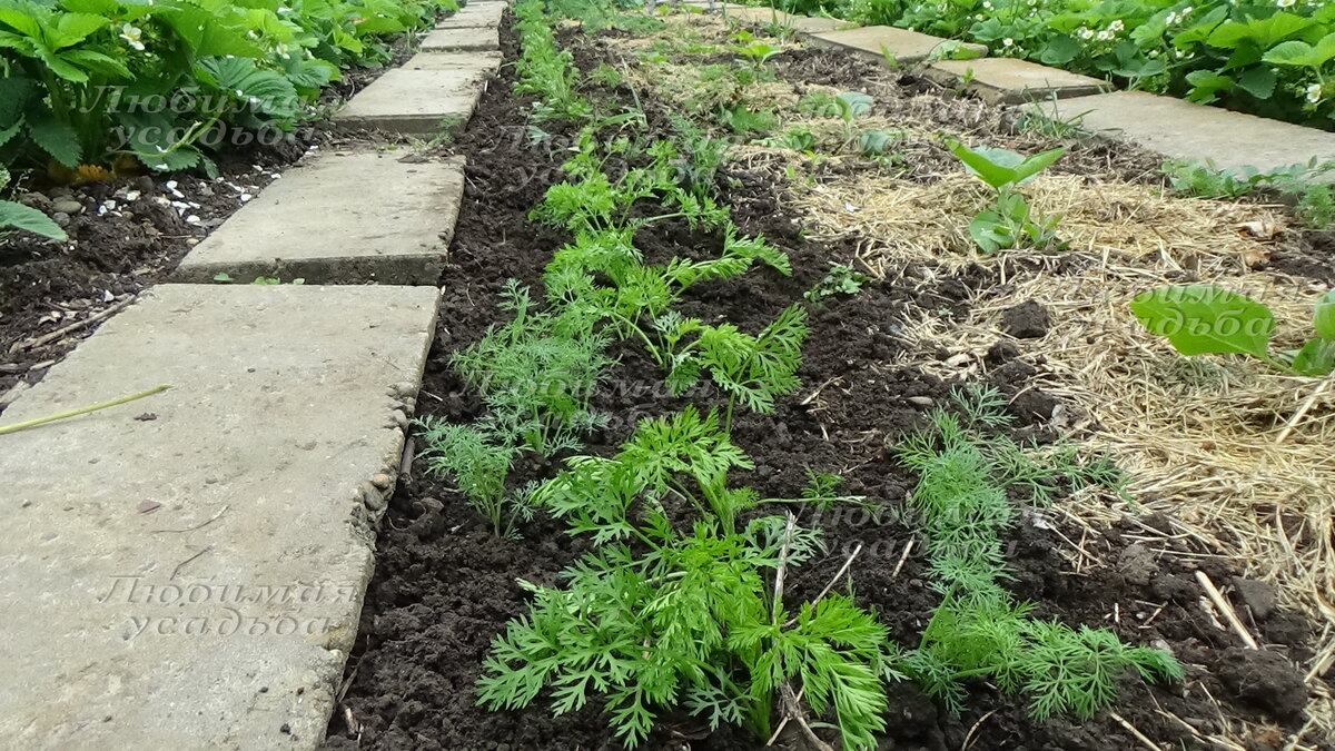 азотные подкормки на этапе роста листвы пойдут толькона пользу