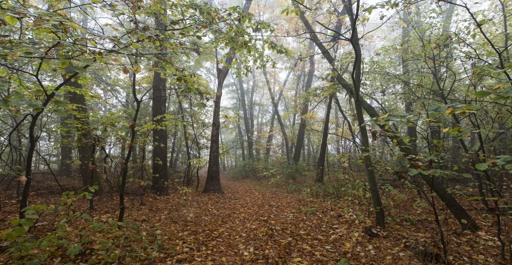 Решение принято из-за сохранения высокой пожарной опасности в лесах