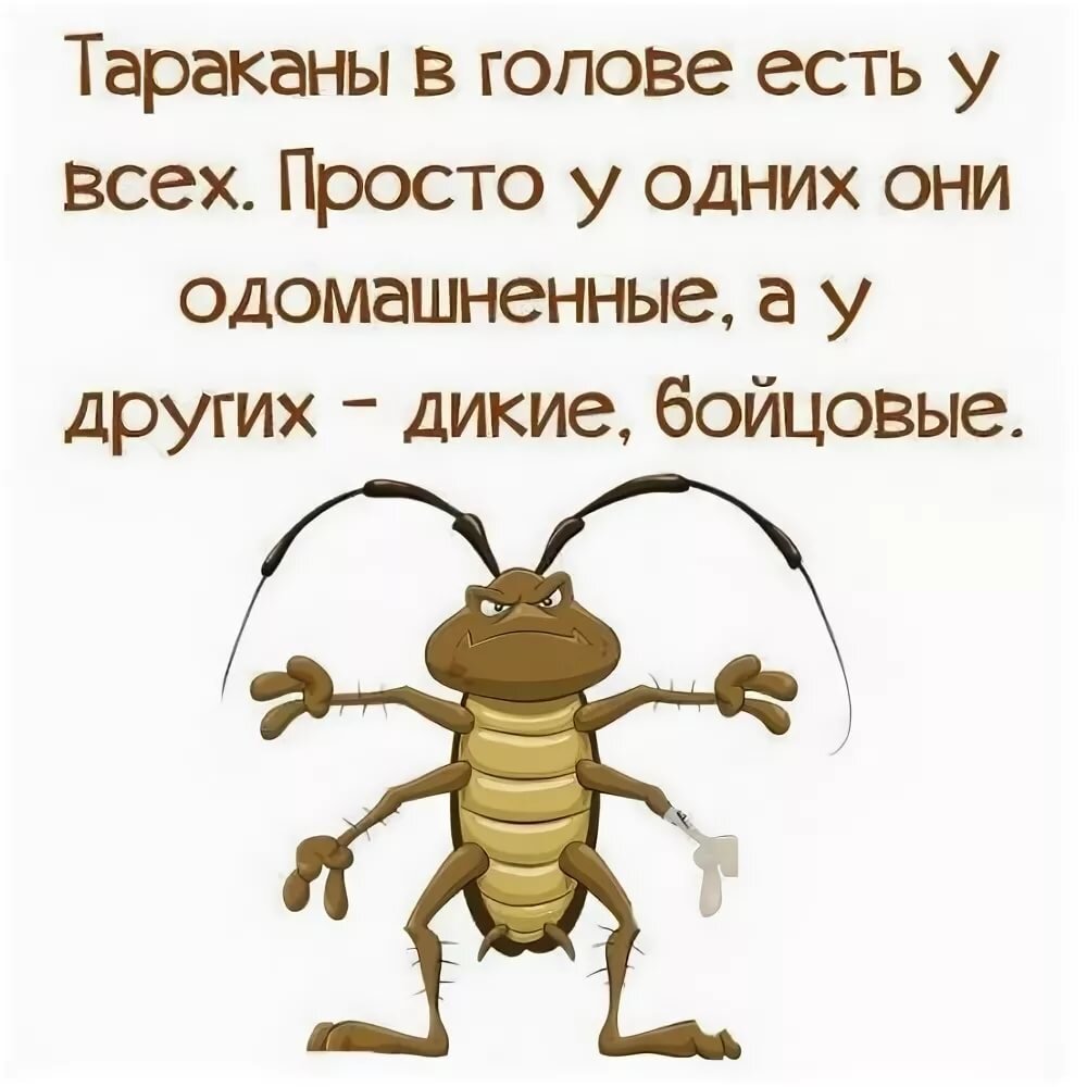 Отсутствие тараканов в голове 11 букв. Тараканы в голове. Приколы про тараканов в голове. У каждого свои тараканы в голове. Анекдот про тараканов в голове.