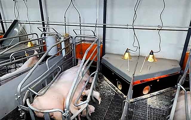 Станок для опороса свиноматок - Купить станочное оборудование для свиней | АгроТехМонтаж