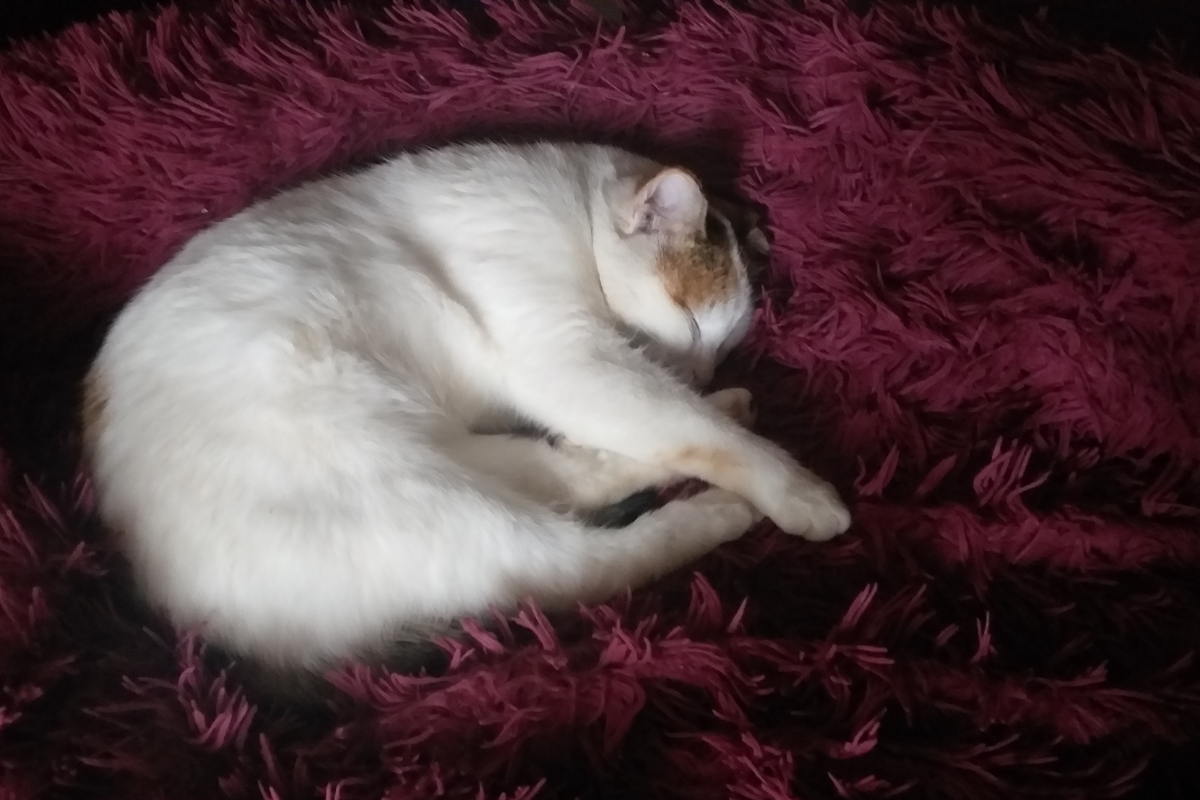 Кошка их обожает