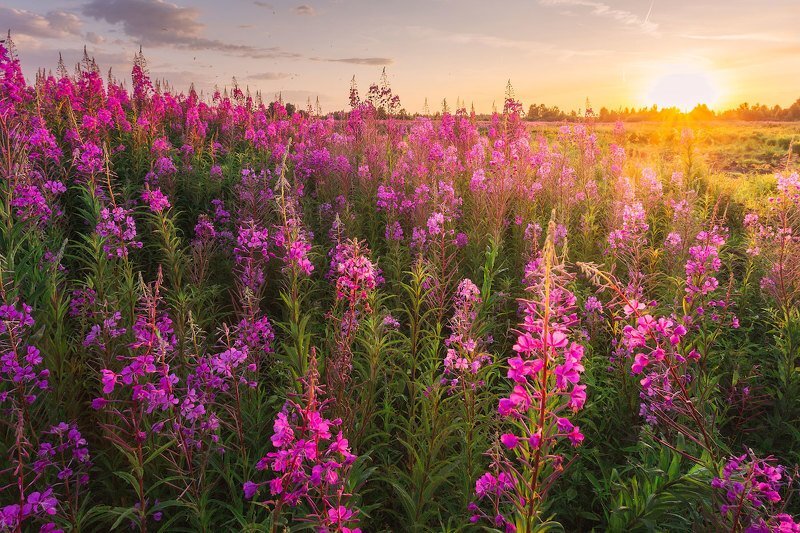 Фото из интернета.