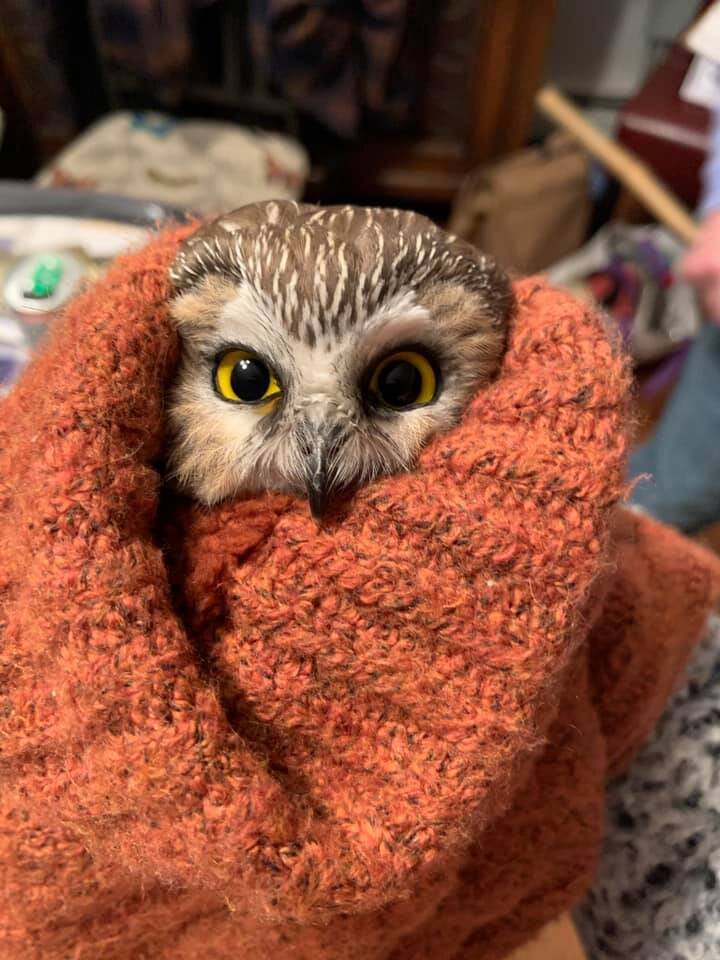 © Ravensbeard Wildlife Center / facebook