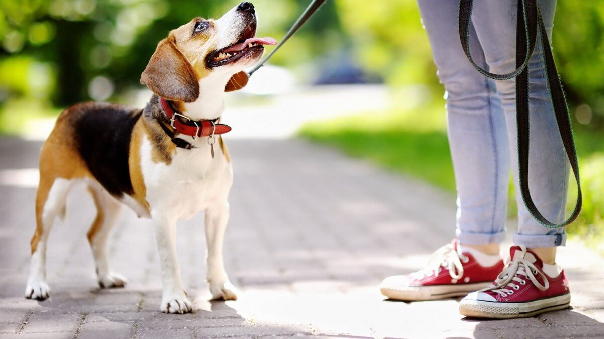Как правильно гулять с собакой: секреты успеха в маленьких деталях
