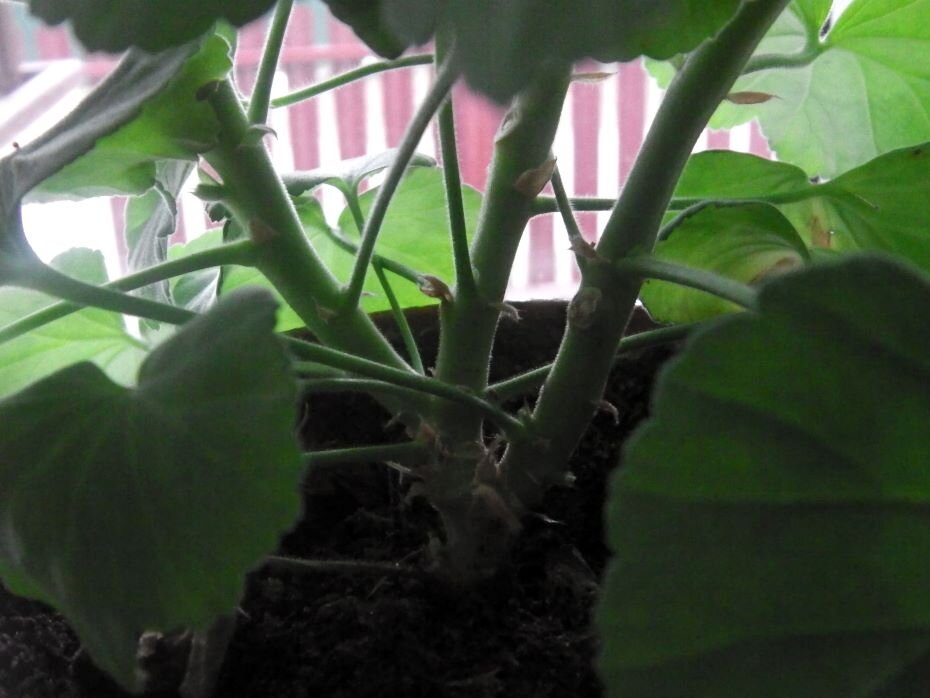 Отрастают нижние побеги. Фото автора