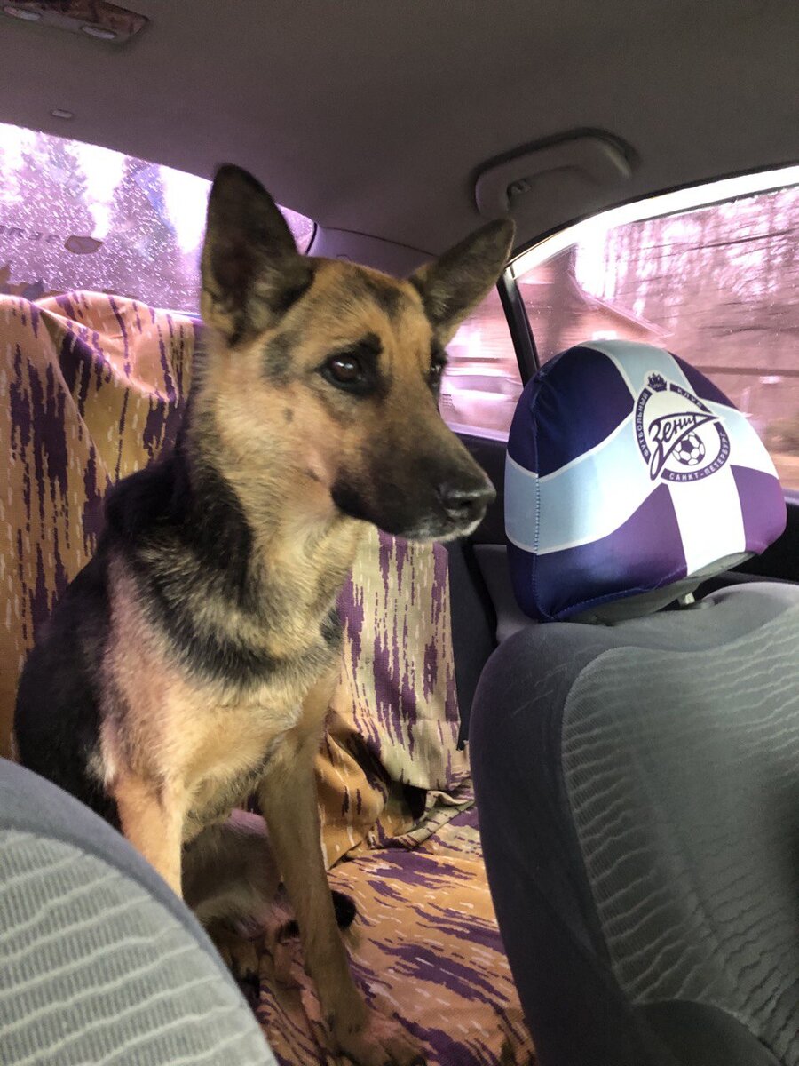 Едем к ветеринару