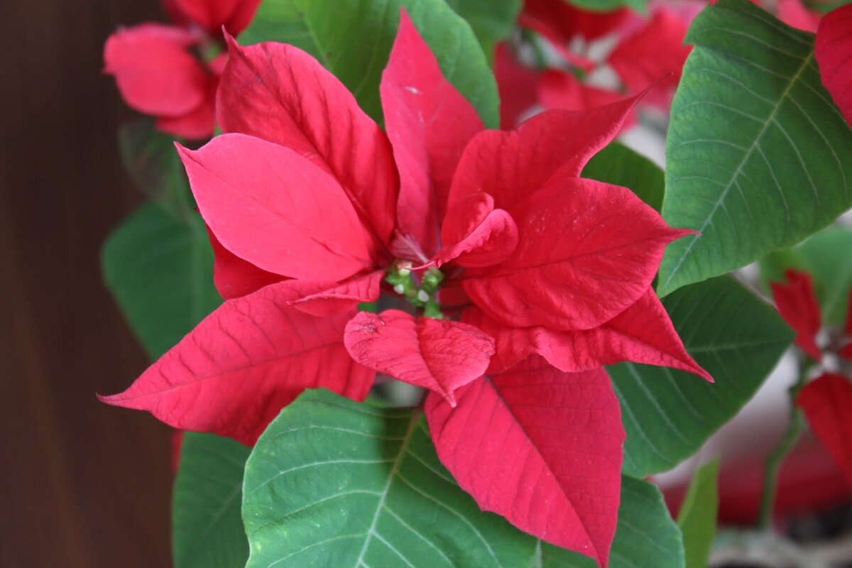 Привет всем и от моей пуансеттии, которая в этом году не собирается отцветать :)