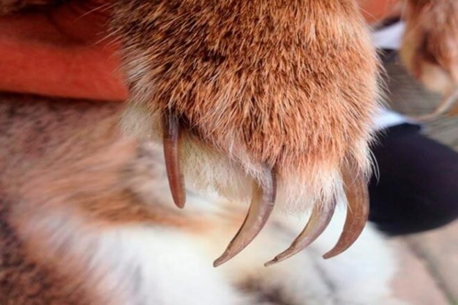 Как правильно подстричь когти у кролика: подробная инструкция с пошаговыми фото