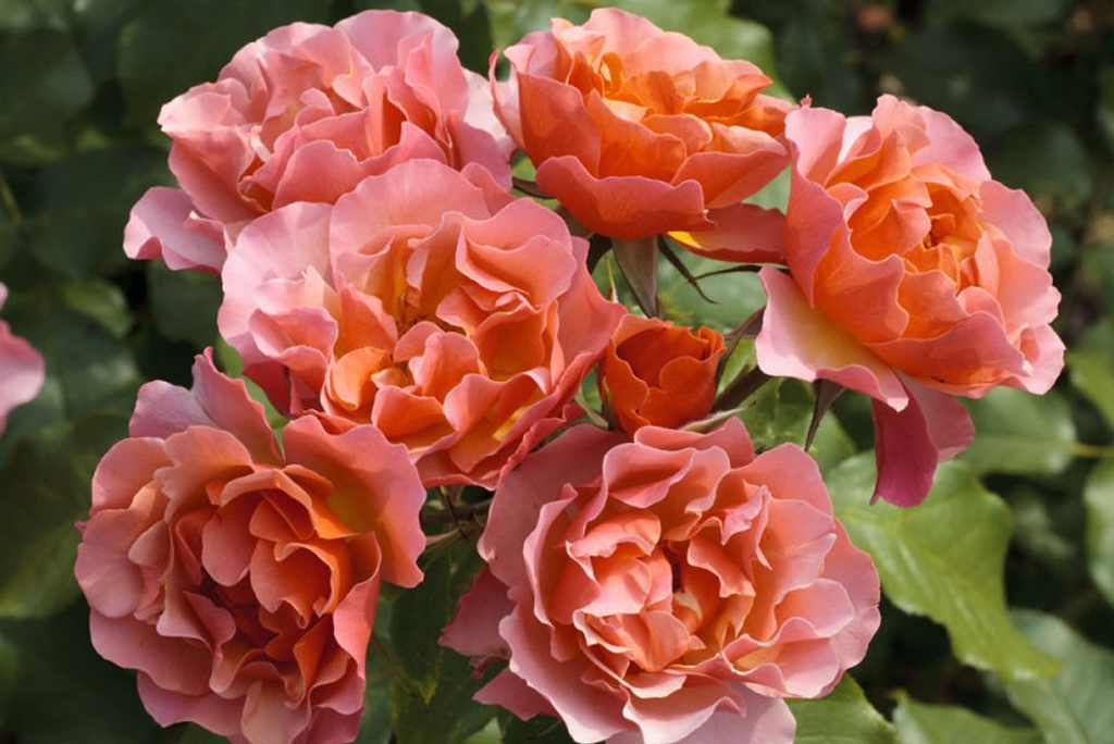 ✿ Jean Cocteau (MEIkokan, Charleston, Tequila Supreme), Meilland Франция, 2009, Флорибунда