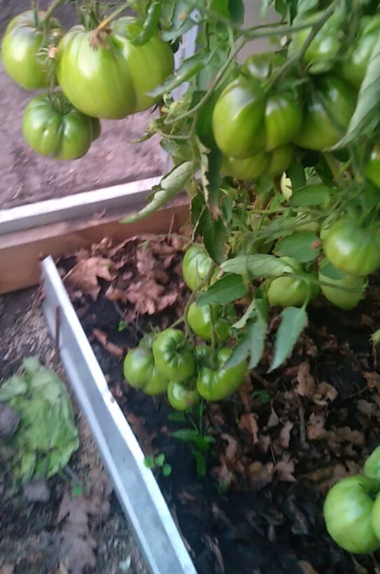 Мои томаты. Фото автора канала "Дачный рай"