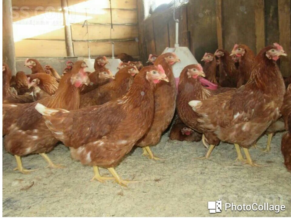 Фото с интернета 