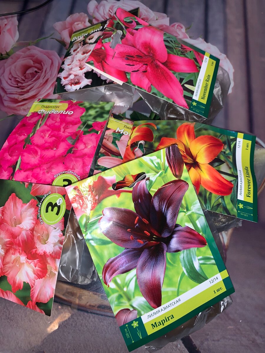 Для меня это куча, пока не представляю куда все это посажу, хотя земли 9 соток. (Фото автора)