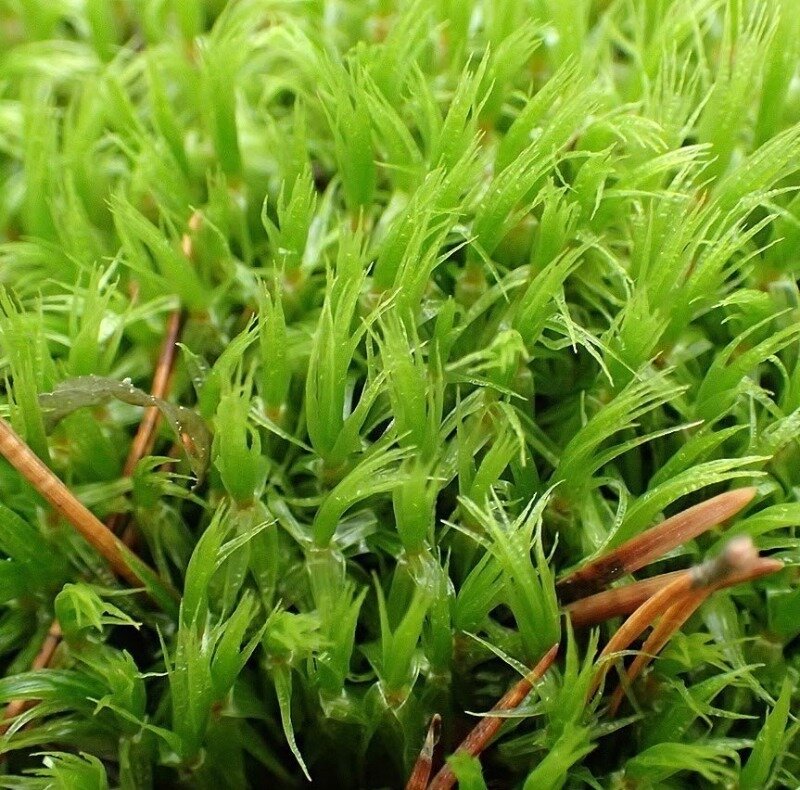 Источник фото https://www.instagram.com/p/CD8Rigmgmgd/