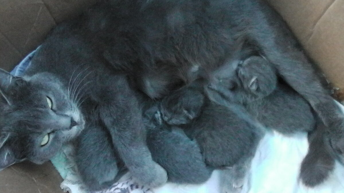 Ещё и вы тут лезете фоткать... Достали...