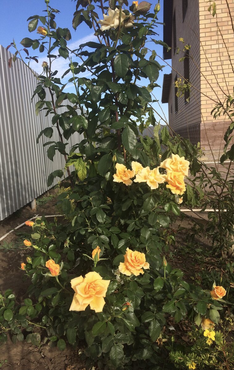 Чайно-гибридная роза Голден Моника, фото сентябрь 2020 г.