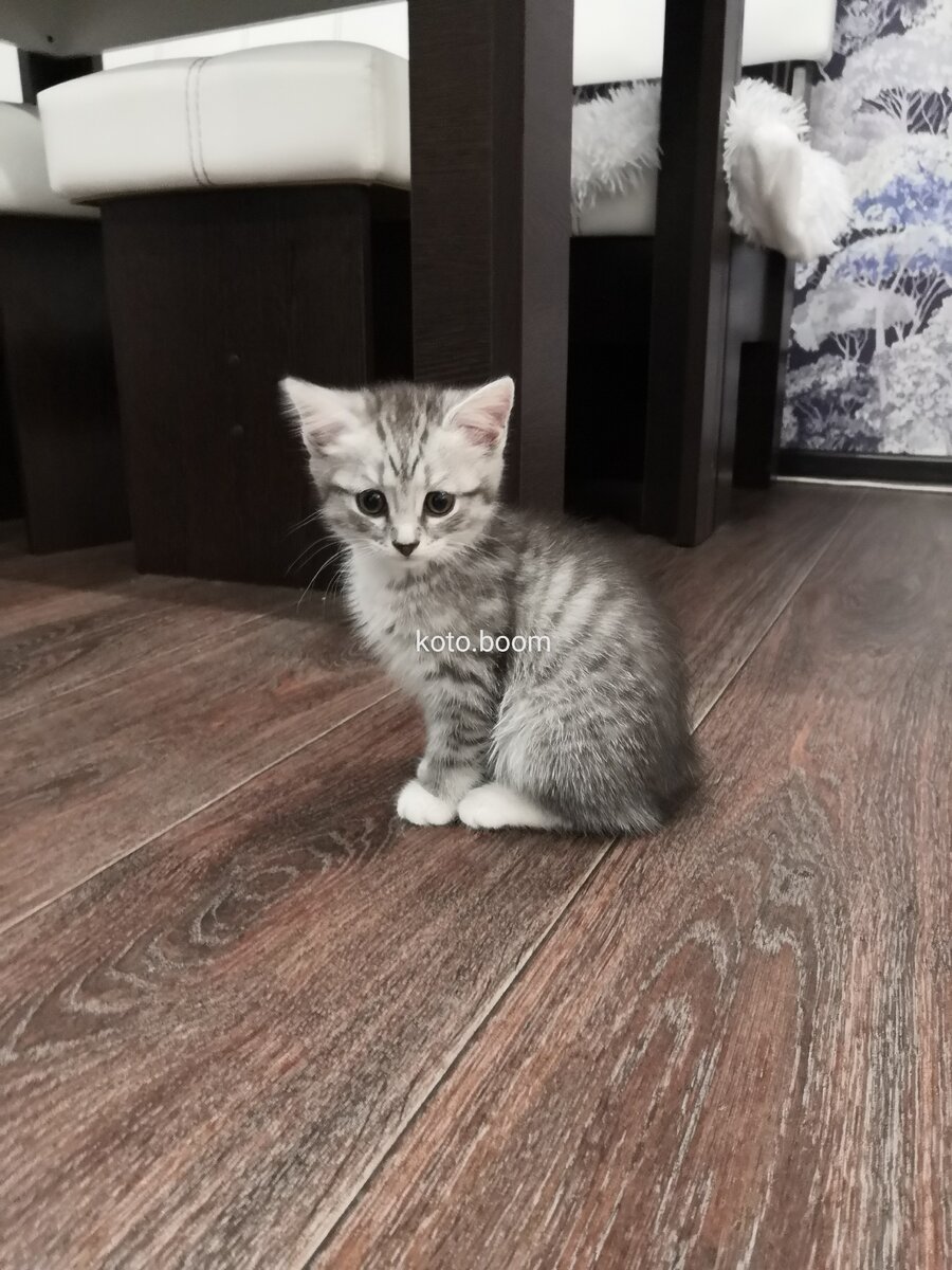 шотландская кошечка Ириска